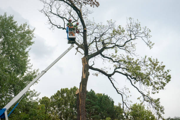 The Steps Involved in Our Tree Care Process in Buchanan, GA